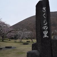 小田原城～伊豆高原さくらの里への花見と都内の夜桜