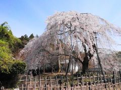 見事に咲き誇る京極道誉が愛したしだれ桜
