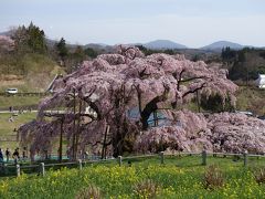 桜遠征　福島へ！三春滝桜と花見山