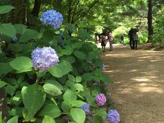 あじさいの花盛りに感激！