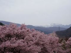 長野の春を彩る「花の旅」Vol.２＜高遠城址公園の桜　夜と昼＞