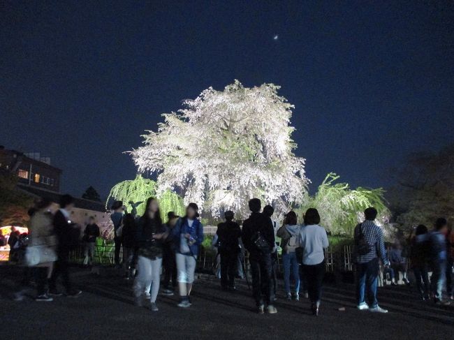 春の京都のシンボル・円山公園 大枝垂桜<br /><br />「今宵あう人みな美しき」<br /><br />その美しさに 言葉は不要です<br />