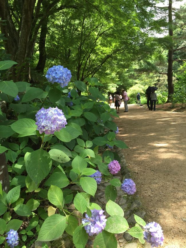 紫陽花は大好きな花。<br />森林植物園の紫陽花が見頃と聞いて出かけました。<br />紫陽花ってこんなに種類がたくさんあるんですね。<br />見たことのない紫陽花をたくさん見ました。