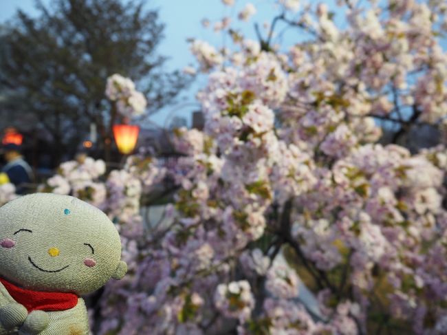 今年の花見の頃はちょうど風邪を引いてしまい満開のさくらを見に行くことができませんでした.しかも先週木曜には花嵐とも言える風の強い雨に見舞われ、どのテレビもさくらは終わったとはなすばかり.何とか桜をみたいと思っていたら…。<br />　高校時代関西に住んでいた頃から大阪には造幣局という場所でソメイヨシノの散った後に桜を楽しめる場所があると聞いていましたが、あくまで話しの上ででした。あの五代さんが市民にさくらの季節だけ解放しようと行って通り抜けという形でお花見ができるようになったと言う話しを小耳に挟みました。｢あさが来る｣のファンとしては見に行かないという思いで見に行きました。（調べてみると五代さんの友達の遠藤謹助さんだったみたいですが）