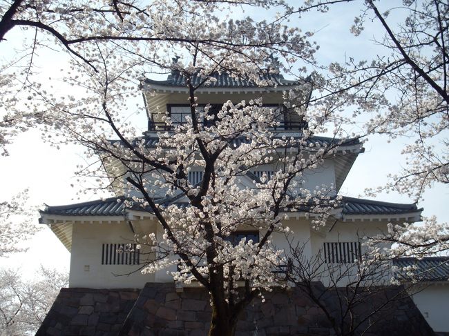 ようやく長岡の悠久山公園の桜が満開となった。例年より６日早いんだそうだが、今年ほど桜の開花が待ち遠しい年はなかった。１月末からの連日の雪、除雪に疲れて引いた風邪が拗れて老人性喘息という厄介な病にとりつかれた。３月に入るとブログのバッシングで意気消沈してしまった。　<br /> 　「桜の花が咲けば元気になる」と、じっと我慢の日々だった。その桜が咲いたのである。車で行くと、駐車場が満杯で駐車できないので、今年は午後、２時半過ぎ、１人でバスで出かけた、（バスはガラガラ）　西に傾いた春陽は優しく桜の花弁を包んでいた。<br /> 悠久山の桜についてちょっと紹介させていただく。<br /> 　、市内の公園の中では最広域で本数は2500本と最多である。<br /> 歴史は古く、江戸時代長岡藩3代目藩主、牧野忠辰（1665−1721）が美しい樹木がお好きで、杉や松と共に桜を佐渡から取り寄せたのだそうだ。当時の桜は残念ながら1本もない。でも、悠久山の桜は「お山の桜」として長岡甚句にも歌われているほど市民に親しまれている。この公園には長岡藩（牧野氏）の蒼紫神社があり、元旦には多くの参拝者で賑わう。<br /> 　---------------------------------------------------<br />悠久山公園アクセス。　満開の休日は午前10時から4時頃まで駐車場が満杯のことが多い。長岡駅東口から15分おきにバスが出ているのでそれを利用することをお薦めする。バス料金片道￥210<br />