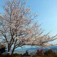 徳島市一の絶景・白鵬ゆかりの眉山と徳島城跡の桜