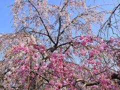 1万本桜と歴史・文化の香る真岡路の街歩き（栃木）