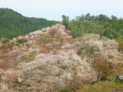 吉野千本桜