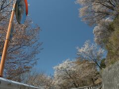 【茨城県】高峯山・里山の山桜、雨引観音。