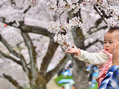 第40回各務原市桜まつり　20万人の広場　