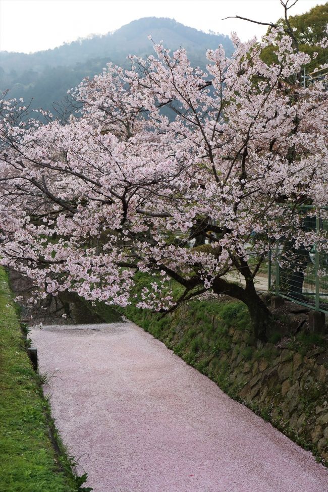 春の嵐で一気に散ってしまった哲学の道の桜。<br />幸いなことに，花びらが川面を埋め尽くし，見事な花筏を見ることができました。<br />