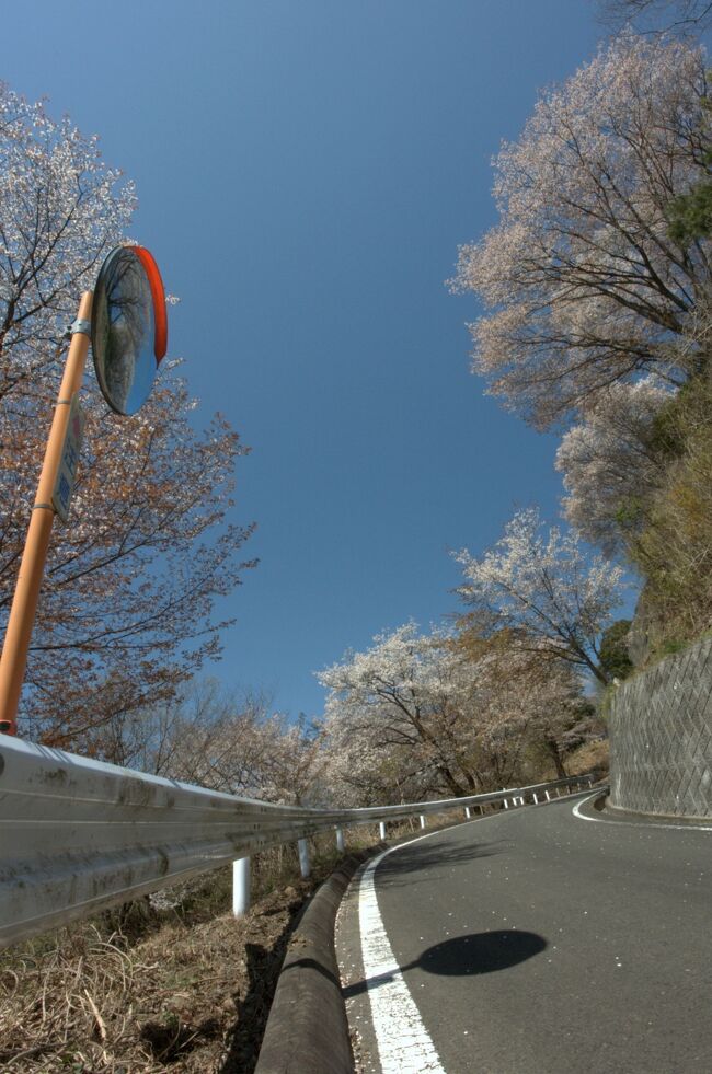 ブランド総合研究所が２０１５年９月３０日に発表したものによると、茨城県が今年度も都道府県魅力度ランキングで最下位になった。これで3年連続となる。<br /><br />そんな地元の茨城を観光してみます。[その２]<br /><br />高峯山・里山の山桜。<br />http://www.kankou-sakuragawa.jp/page/page000202.html<br /><br />雨引観音。<br />http://www.amabiki.or.jp/