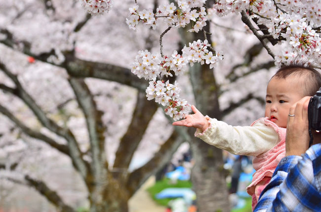 第40回各務原市桜まつり　20万人の広場　