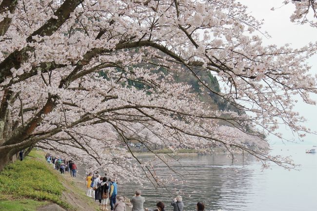 桜の季節到来です。<br />今年は例年になく開花が早く、満開の時期も早いかと思っていたら、開花後少し寒い日が続き、予測がつきにくい年でした。<br />マイカーか、ツアーか、マイカーですと開花状況を見て出発できるのですが、ツアーですと前もっての予約が必要。<br />悩んでいると、丁度良いツアーがあり、駐車場の心配もないので決めることに。<br /><br />琵琶湖周遊、長浜の豊公園から余呉湖、そしてこのツアーのメインである海津大崎を巡るツアーです。<br /><br />桜の開花状況は、やはり例年より早かったようで、長浜豊公園は満開、余呉湖は散り始め、海津大崎は８分〜散り始め２分であったようです。<br />ちなみに、海津大崎は例年は10日頃が満開だそうです。