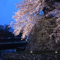 桜・桜・桜（滋賀編）
