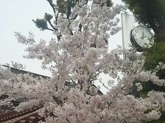 仕事の合間に生田神社に行ってみました　　～春のひとときを感じて～