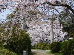 ２０１６年　宇部市・宮尾八幡宮の桜