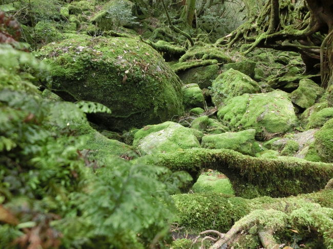 お久しぶりの旅行記は屋久島。<br /><br />ずっとずっと行きたかったところ。<br /><br />行きも帰りもトラブル発生！さぁどうなる？<br /><br /><br /><br />※これ書いてるのが旅行からもう1年以上たってしまっているのできっと忘れてることだらけです。。。