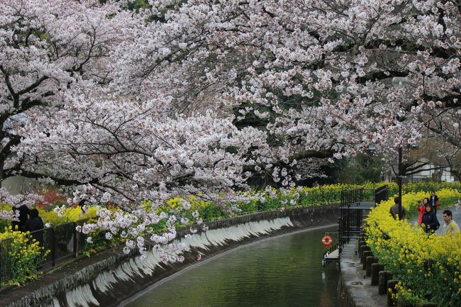 滋賀編に続き、京都の桜！<br />TVでしか観た事がなかった平野神社の桜、<br />過去に何度も歩いた哲学の道などを6日間に渡り歩きました。<br />なかなか、晴天に恵まれるのは大変で、雨天ありのお花見になりました。<br /><br />結婚式や結婚のポートレート用写真撮影と、京都は大賑わい！<br />しかも有名処は、外国人団体客でごっちゃり。<br />また、着物レンタルの外国の方々も仰山。<br />日本文化に触れるのですから、日本のマナーも学んで帰ってほしいですね。<br /><br />もちろん、日本人も胸を張れるマナーが必要ですけれど・・・。<br /><br />④3月31日(木)　晴れ時々曇り<br />瀬田駅<br />　↓　JR　19分<br />京都駅<br />　↓　市バス　38分<br />衣笠校前<br />　↓ 　8分<br />平野神社：50分<br />　↓ 　10分<br />北野白梅町駅<br />　↓　嵐電　3分<br />龍安寺駅<br />　↓　9分<br />龍安寺：1時間30分<br />・ランチ<br />　↓　バス　30分<br />京都御所：1時間25分<br />丸太町駅<br />　↓　烏丸線　８分<br />京都駅<br />　↓　JR　17分<br />瀬田駅<br />　↓ 　1分<br />萱野神社：15分<br /><br />⑤4月1日(金)　雨<br />瀬田駅<br />　↓　JR　13分<br />山科駅<br />　↓　東西線　六地蔵駅乗換　29分<br />京阪宇治駅<br />　↓　15分<br />平等院：1時南20分<br />・ランチ<br />　↓ 　5分<br />宇治川十三重石塔<br />　↓ 　10分<br />宇治神社：5分<br />　↓ 　3分<br />宇治神神社：15分<br />　↓ 　5分<br />橘寺放生院：15分<br />　↓ 　5分　<br />京阪宇治駅<br />　↓　六地蔵駅　東西線乗換33分<br />山科駅<br />　↓　25分<br />毘沙門堂：55分<br />　↓　10分<br />双林院（山科聖天）：15分<br />　↓　20分<br />諸羽神社：5分<br />　↓　5分<br />徳林庵（地蔵堂）：15分<br />　↓　10分<br />山科駅<br />　↓　JR　13分<br />瀬田駅<br /><br />⑥4月4日(月)　雨のち曇り<br />瀬田駅<br />　↓　JR　17分<br />京都駅<br />　↓　市バス　39分<br />銀閣寺前<br />　↓　5分<br />哲学の道<br />　↓　15分<br />法然院（伽藍特別拝観）<br />　↓　5分<br />・ランチ<br />哲学の道<br />　↓　2時間<br />南禅寺：40分<br />　↓　5分<br />インクライン：20分<br />　↓　3分<br />蹴上駅<br />　↓　東西線　山科駅JR乗換　22分<br />瀬田駅<br />