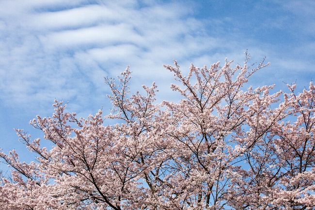 桜の名所応海山棲眞寺へお花見に行った。<br /><br />春は、桜や桃、つつじに椿と、花に包まれる。<br />夏になると、ハスの花が咲き、涼しげな佇まいを見せる。<br />広島空港から車で１０〜１５分程度の位置にある。<br /><br />三原市HP棲眞寺公園　http://www.city.mihara.hiroshima.jp/soshiki/25/seishinjipark.html<br /><br />