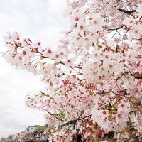 混雑から逃げながら京都桜観光。