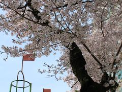 桜sakura旅Part６　卒業した小学校に孫娘入学　校庭の桜に感涙＆豊田市美術館の思川桜