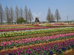 あけぼの山農業公園のチューリップ