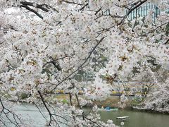 東京２０１６桜　【１０】外堀通り