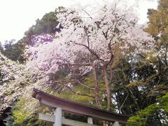 2016年　奈良桜めぐり　吉野山ハイキング　その１　奥千本の金峯神社、西行庵、苔清水を回る