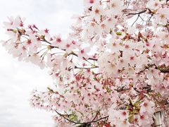 混雑から逃げながら京都桜観光。