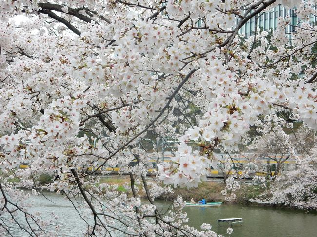 週末と桜の満開が重なりました。あいにく空は曇りでしたが、満開の桜は本当に美しかったです。<br /><br />---------------------------------------------------------------<br />スケジュール<br /><br /> 3月27日 自宅−駒込駅 六義園観光 −自宅<br /> 3月29日 自宅−東京駅 皇居 乾通り観光 靖国神社観光 −九段下駅−自宅 <br /> 4月2日 自宅−日暮里駅−北千住駅−西新井駅−大師前駅 西新井大師観光 −大師前駅−西新井駅−浅草駅 <br /> 隅田川観光 −浅草駅−蔵前駅−門前仲町駅 大横川観光 −門前仲町駅−九段下駅 皇居 千鳥ヶ淵観光<br /> −九段下駅−自宅<br />★4月3日 自宅−渋谷駅−中目黒駅 目黒川観光 中目黒駅−渋谷駅−青山一丁目駅 青山霊園観光 青山一丁目駅−<br /> 永田町駅−飯田橋駅 外堀通り観光 −飯田橋駅−自宅<br />