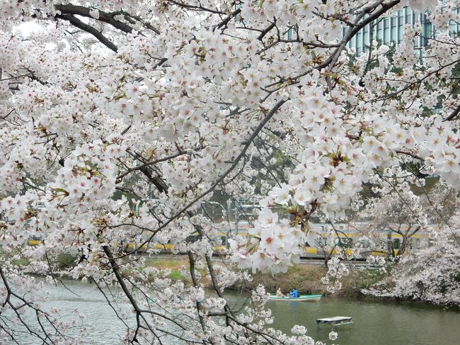 週末と桜の満開が重なりました。あいにく空は曇りでしたが、満開の桜は本当に美しかったです。<br /><br />---------------------------------------------------------------<br />スケジュール<br /><br />　3月27日　自宅−駒込駅　六義園観光　−自宅<br />　3月29日　自宅−東京駅　皇居　乾通り観光　靖国神社観光　−九段下駅−自宅　<br />　4月2日　 自宅−日暮里駅−北千住駅−西新井駅−大師前駅　西新井大師観光　−大師前駅−西新井駅−浅草駅　<br />　　　　　 隅田川観光　−浅草駅−蔵前駅−門前仲町駅　大横川観光　−門前仲町駅−九段下駅　皇居　千鳥ヶ淵観光<br />　　　　　 −九段下駅−自宅<br />★4月3日　 自宅−渋谷駅−中目黒駅　目黒川観光　中目黒駅−渋谷駅−青山一丁目駅　青山霊園観光　青山一丁目駅−<br />　　　　　 永田町駅−飯田橋駅　外堀通り観光　−飯田橋駅−自宅<br />　