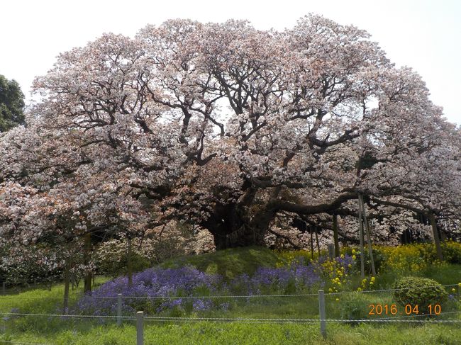 千葉県まで春のドライブ。印西市にある吉高の大桜を見てから、水郷佐原でノスタルジーに浸る。いずれも見ごたえ十分で楽しめた。<br />吉高の大桜は樹齢３００年、幹の太さ7ｍという一本桜。畑の中にどっしりと咲く山桜だ。<br />そこから車で３０分ほど走って、香取市佐原に着く。江戸後期から栄えた街並みがそのまま保存されている。