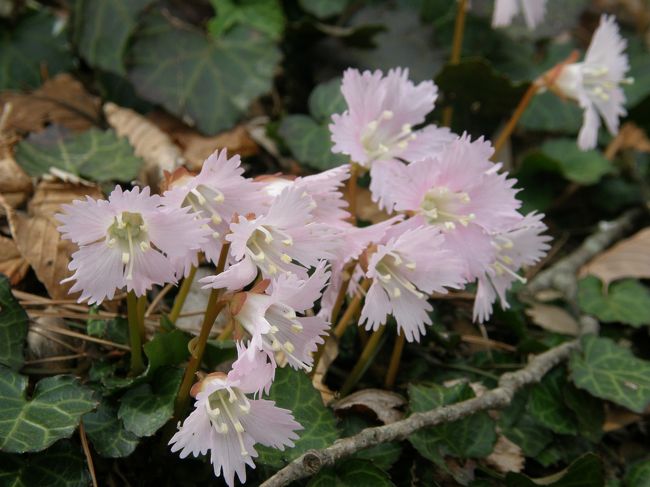 久喜山歩会４月・月例山行は北茨城高萩市の花貫渓谷の「土岳」・・・<br />現地の案内板などは「土岳山」となっている。<br /><br />今月も参加者３５人と大所帯でしたが楽しく歩いてきました。<br />お目当てのイワウチワも期待以上のスケールで群落で見ることができ満足。<br /><br />登山道沿いの春の山野草も多く見られ楽しい山行となりました。