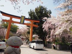 【花嵐の後の桜をさがして：京都　平野神社、原谷苑、二条城、平安神宮、醍醐寺】