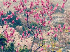 子連れdeお花見@福島