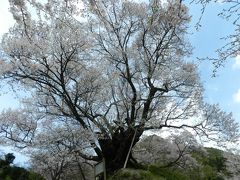 宇陀市の『仏隆寺』でお花見！♪～シメはやっぱり『ガトードボワ』◆ちょんたさん、ようこそ奈良へ