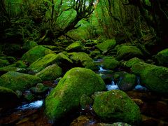 春の屋久島、一人旅