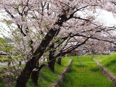 ダム＆城巡りドライブ　武田神社の桜！甲府城にはちびっこ武者がいっぱい！深城ダムは放流中！