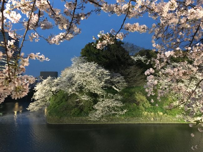 神楽坂　飯田橋　靖国神社　武道館　千鳥が淵とよく歩きましした。<br />桜は素晴らしいです。<br />桜が咲く直前にんごくへ行ってしまった彼女も見れたかなぁ<br />今日は午前中点滴後のお花見でしたが<br />ちいとはしゃぎすぎました<br />でも桜に癒され素敵な一日でした