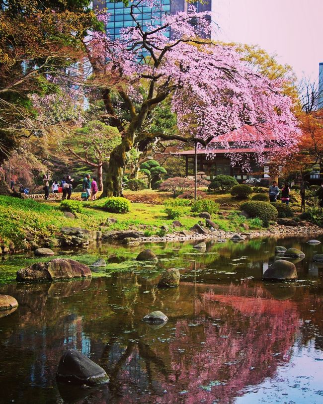 摩訶不思議・下町さんぽ -桜の花咲く頃に-