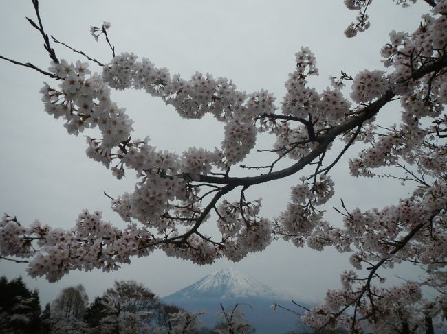 2016 富士をぐるっとドライブ散歩しました（左回り）。<br /><br />都心の桜はほぼ終わりましたが、<br />標高の高い富士山麓はまだまだ桜楽しめます。<br /><br />背景は贅沢な富士山です。<br />どこからでも見守られています。<br /><br />ＧＷ前でもあり、<br />人もまばらで絶好のドライブ、散歩日和。<br /><br />富士吉田うどん、<br />富士市　生しらす丼も頂き<br />春霞の中を行きました。<br />