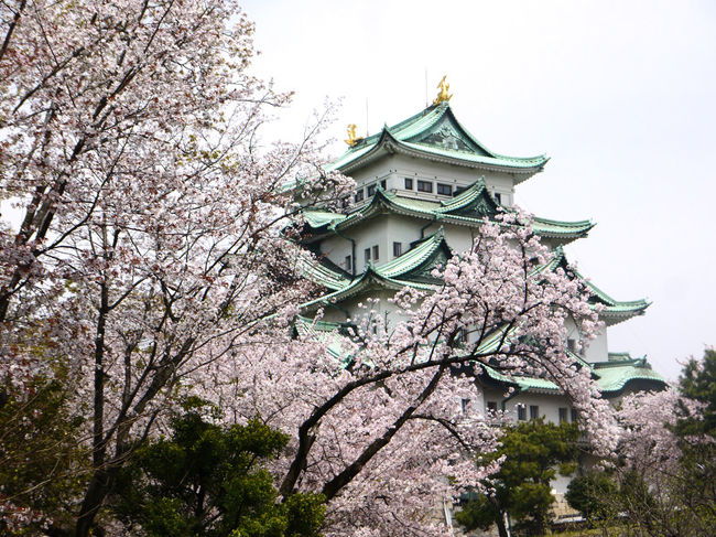 花の季節に淡墨桜を訪ねたのは、もう十数年も前。<br />満開の淡墨桜を見たくて、開花情報が出てから航空券を手配して行ってきました。<br />作家・宇野千代さんが定宿にしていた「住吉屋」に泊まり、ライトアップされた淡墨桜と早朝の淡墨桜を堪能してきました。<br />２日目　早朝に淡墨桜を見学して、華厳寺の参拝、名古屋城の見学、愛・地球博記念公園の散策後、帰途に着きます。<br /><br />写真は桜と名古屋城<br />