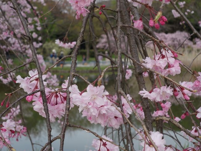 庄内緑地は桜のトンネルのほかにも，方々でさまざまな花が咲いています。のんびり散策しました。