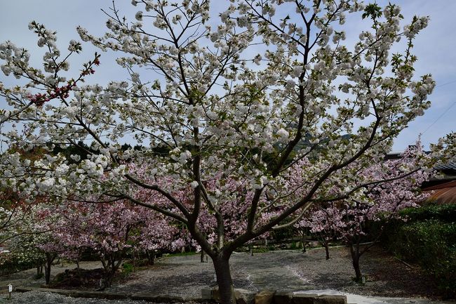 　豊後高田市真玉スパランドの前に、「真玉桜園」がオープンしました。<br />　「真玉桜園」は、村長・町長を35年間務めた元町長の旧邸跡400坪に、15種約60本のサトサクラ、シダレサクラを植え、順調に育ったことから、今年から一般公開したものです。