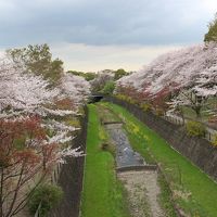 猫返し神社と国営昭和記念公園へ桜を観に行く日帰り旅