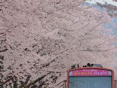 春の韓国を満喫♪                                                            釜山・鎮海・ソウルを巡る4日間                       《part2》