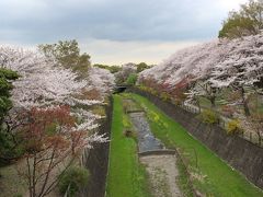 猫返し神社と国営昭和記念公園へ桜を観に行く日帰り旅