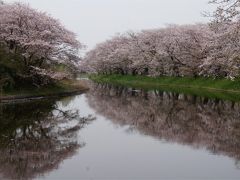 魅力度最下位県だけど～ 素敵な花景色めぐりに行ってきた！福岡堰の桜編