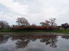 今年最後の桜、　桜舞い散る飯給駅で